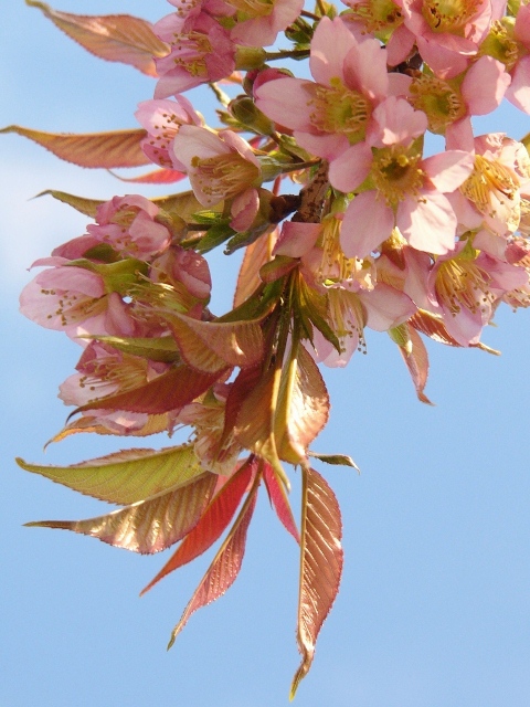 冬の桜_a0147281_2123377.jpg