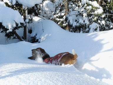 f0205887_1782527.gif