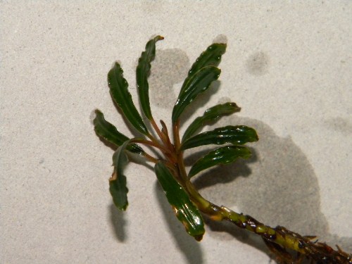 f0138093_1744035.jpg