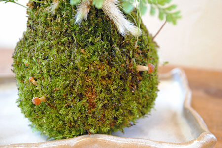 苔玉からキノコ 本日 吉日 苔玉からキノコ 本日 吉日