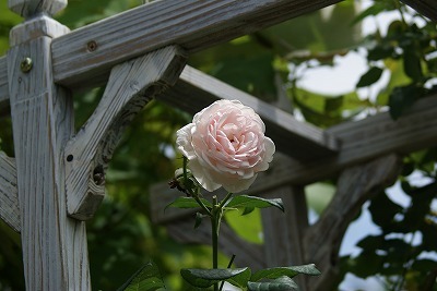 f0170524_104661.jpg