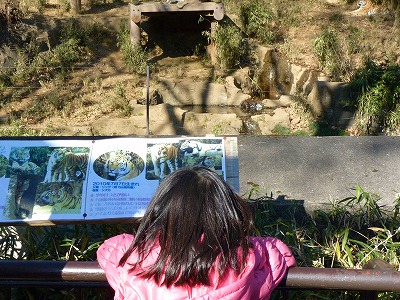 多摩動物公園2012・・・四睡図ならぬ、三嬢図_b0166128_18224884.jpg