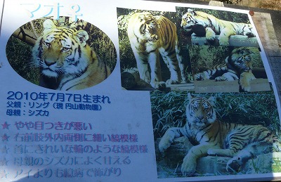 多摩動物公園2012・・・四睡図ならぬ、三嬢図_b0166128_1824342.jpg