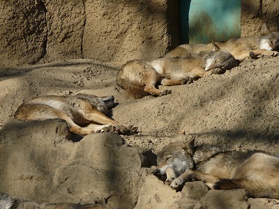 多摩動物公園２０１２・・・四睡図ならぬ、三嬢図_b0166128_18591577.jpg