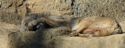 多摩動物公園２０１２・・・四睡図ならぬ、三嬢図_b0166128_18592857.jpg