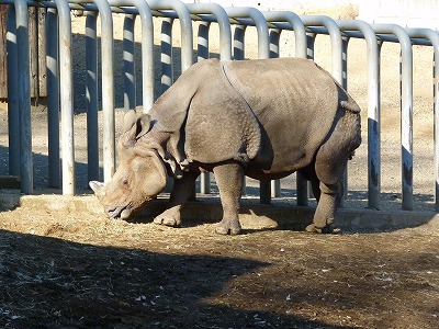多摩動物公園2012・・・四睡図ならぬ、三嬢図_b0166128_19325259.jpg