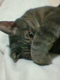 多摩動物公園2012・・・四睡図ならぬ、三嬢図_b0166128_1943495.jpg