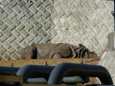 多摩動物公園2012・・・四睡図ならぬ、三嬢図_b0166128_19445132.jpg
