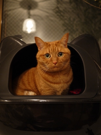 黒猫型トイレ猫 しぇる編。_a0143140_0401759.jpg