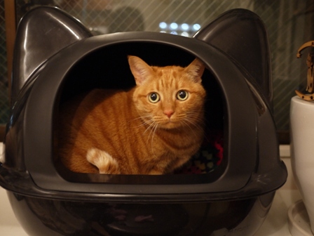 黒猫型トイレ猫 しぇる編。_a0143140_041892.jpg