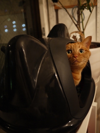 黒猫型トイレ猫 しぇる編。_a0143140_0421635.jpg