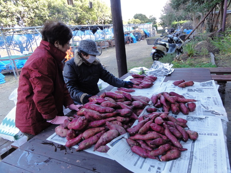 臨時活動:「とんど&焼き芋準備」_c0108460_0291051.jpg
