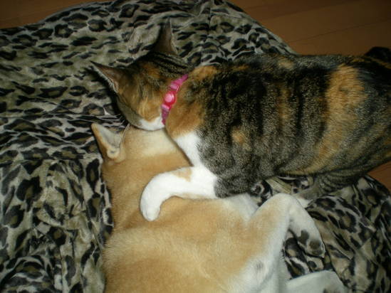 2012年1月13日(金)バトルのち仲良し~!_f0060461_12372857.jpg
