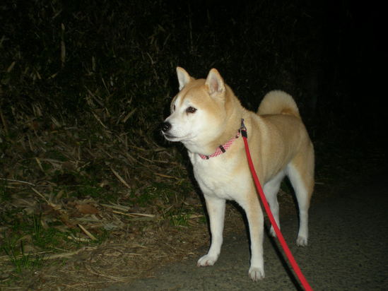 2012年1月13日(金)バトルのち仲良し~!_f0060461_1273450.jpg