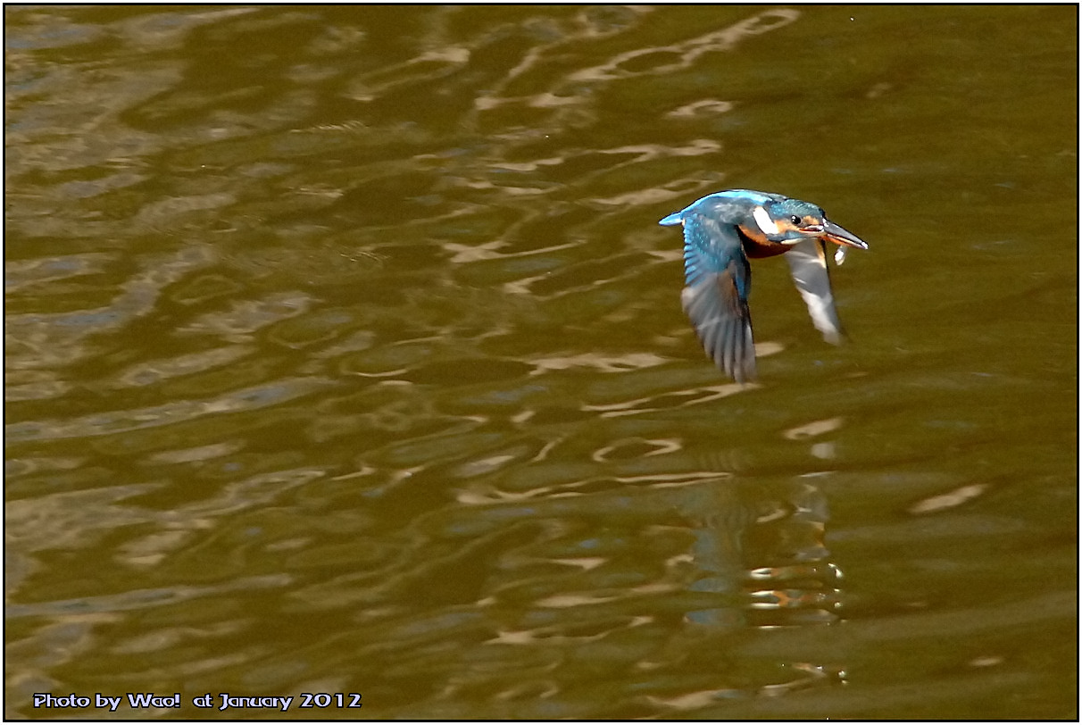 公園のカワセミ　－３_c0198669_18341815.jpg