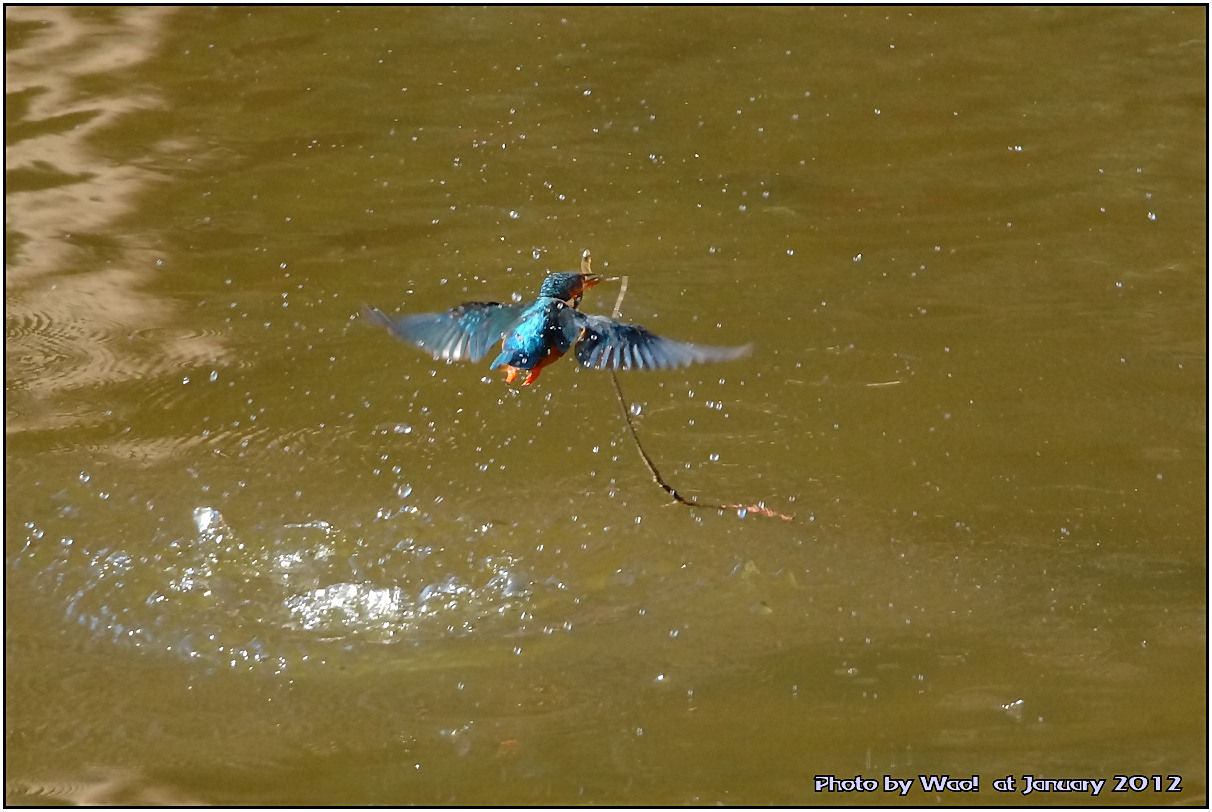 公園のカワセミ　－３_c0198669_1834818.jpg