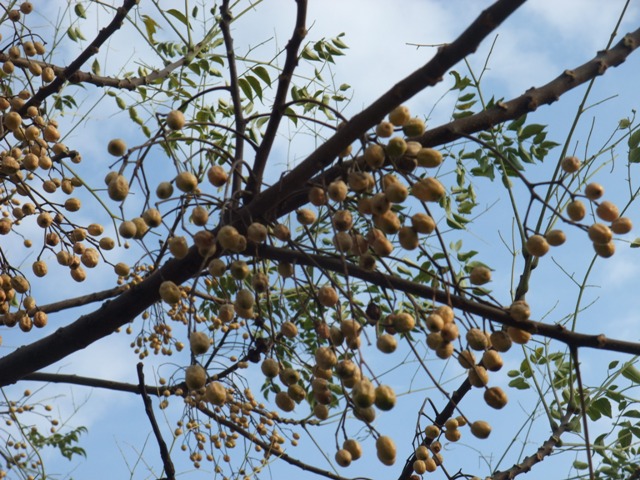 野辺の花_e0101769_6484091.jpg