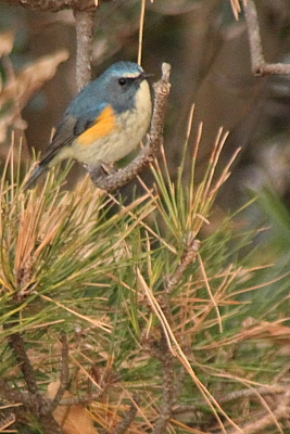★先週末の鳥類園(2012.1.7~9)_e0046474_032160.jpg