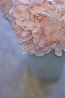 Hydrangea_b0209477_15535349.jpg