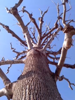 冬の木/Blue sky_d0090888_21223697.jpg