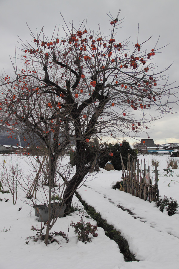 11.12.18：琵琶湖湖北マキノ町・山里の雪景色１０－完_c0007190_1919362.jpg