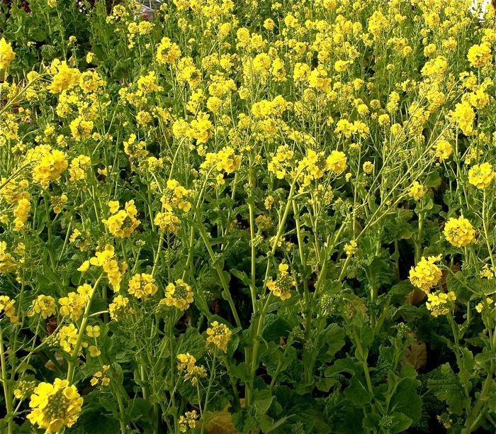 ハナナ 花菜 と菜の花 楽餓鬼 ハナナ 花菜 と菜の花 楽餓鬼