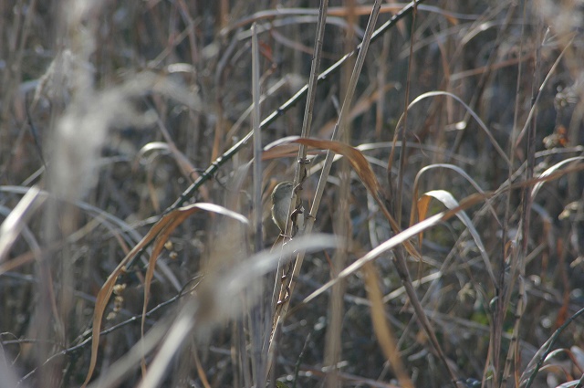 e0070891_18142418.jpg