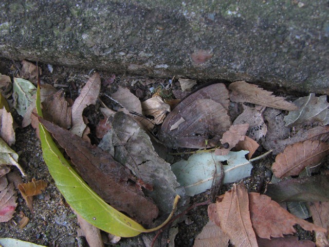 b0194593_15344756.jpg