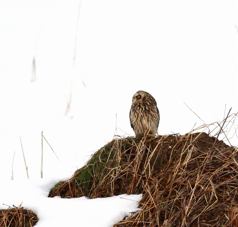 待望のコミミズクが・・・遠征第一弾_c0213607_0264297.jpg