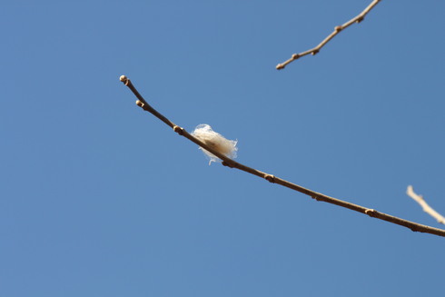 埼玉中部　　                 　        　 クワコの繭2012/01/14_d0251807_17531491.jpg