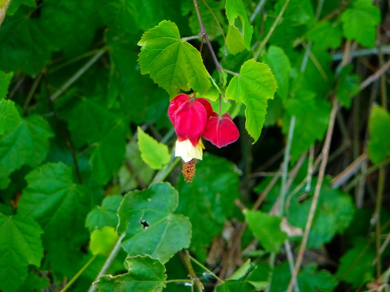 f0182513_18443074.jpg