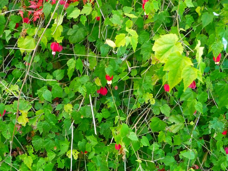 f0182513_1844585.jpg