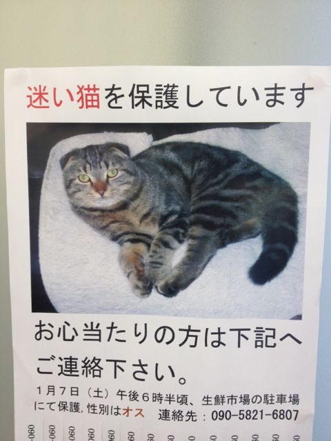 迷い猫のポスターとかすべ。_d0168329_11245077.jpg