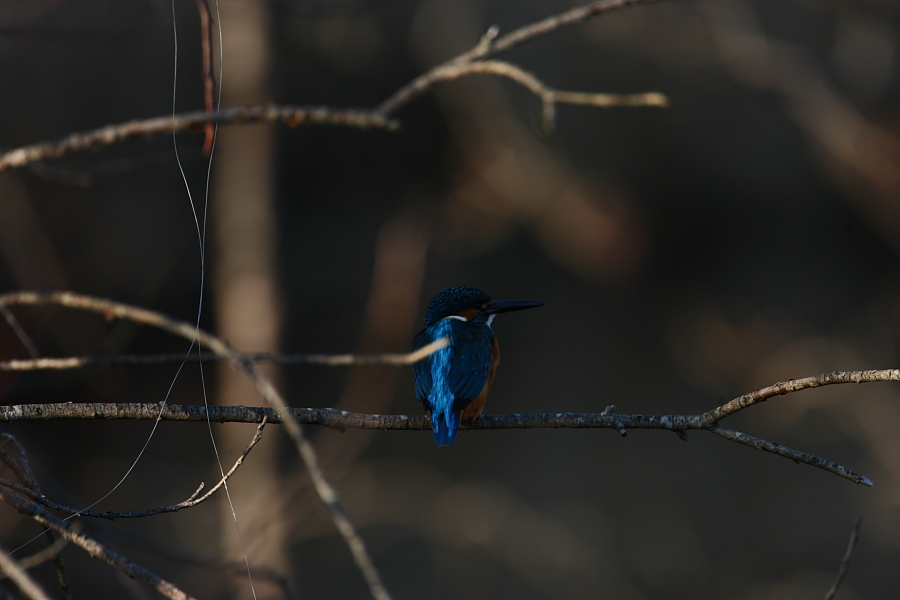 野鳥撮影_f0205433_1925927.jpg