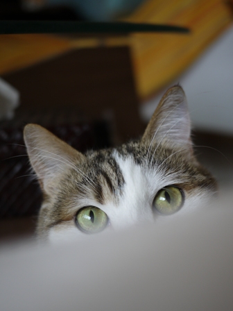 猫のお友だち リュウちゃんちびくんさくらちゃん編。_a0143140_01355.jpg