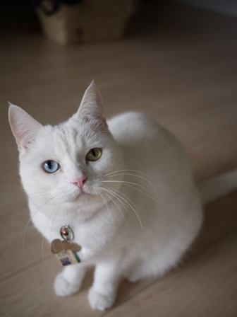 猫のお友だち リュウちゃんちびくんさくらちゃん編。_a0143140_052494.jpg