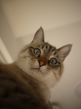 猫のお友だち リュウちゃんちびくんさくらちゃん編。_a0143140_075353.jpg