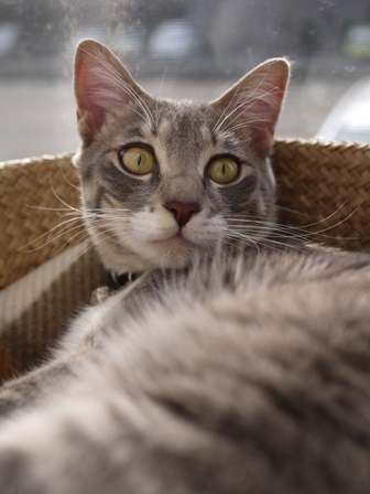 猫のお友だち あーるくん編。_a0143140_2054556.jpg