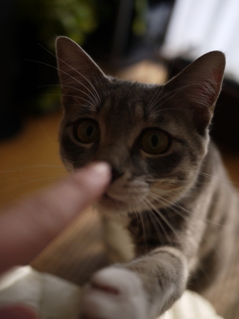猫のお友だち あーるくん編。_a0143140_2161088.jpg