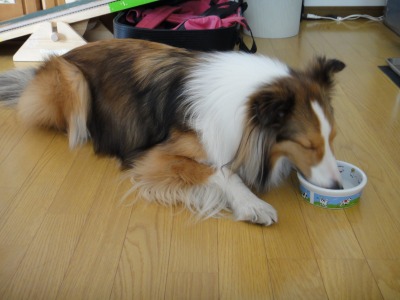 親戚犬サイトに登録してみると・・・!_e0195743_2096.jpg