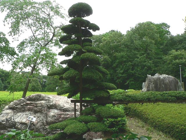 矮鶏檜葉（チャボヒバ） : ポピュラーな花