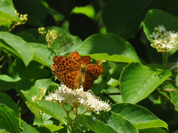 c0045352_211705.jpg