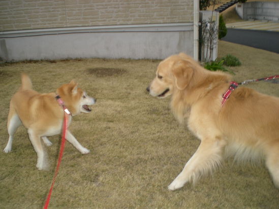 2012年1月14日(土)色鉛筆画を始めよう!_f0060461_14413538.jpg