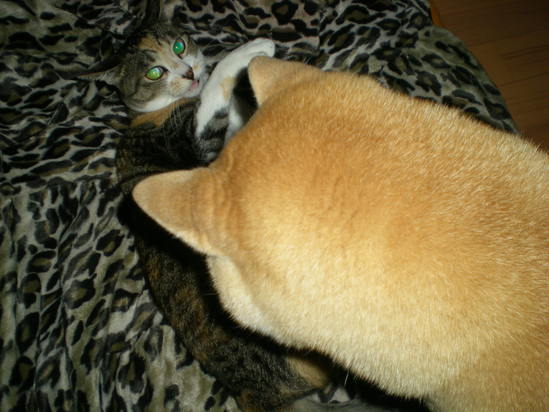 2012年1月14日(土)色鉛筆画を始めよう!_f0060461_14501949.jpg