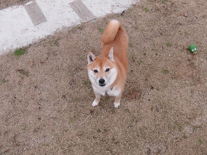 カキ焼き小屋？_b0150665_19524272.jpg