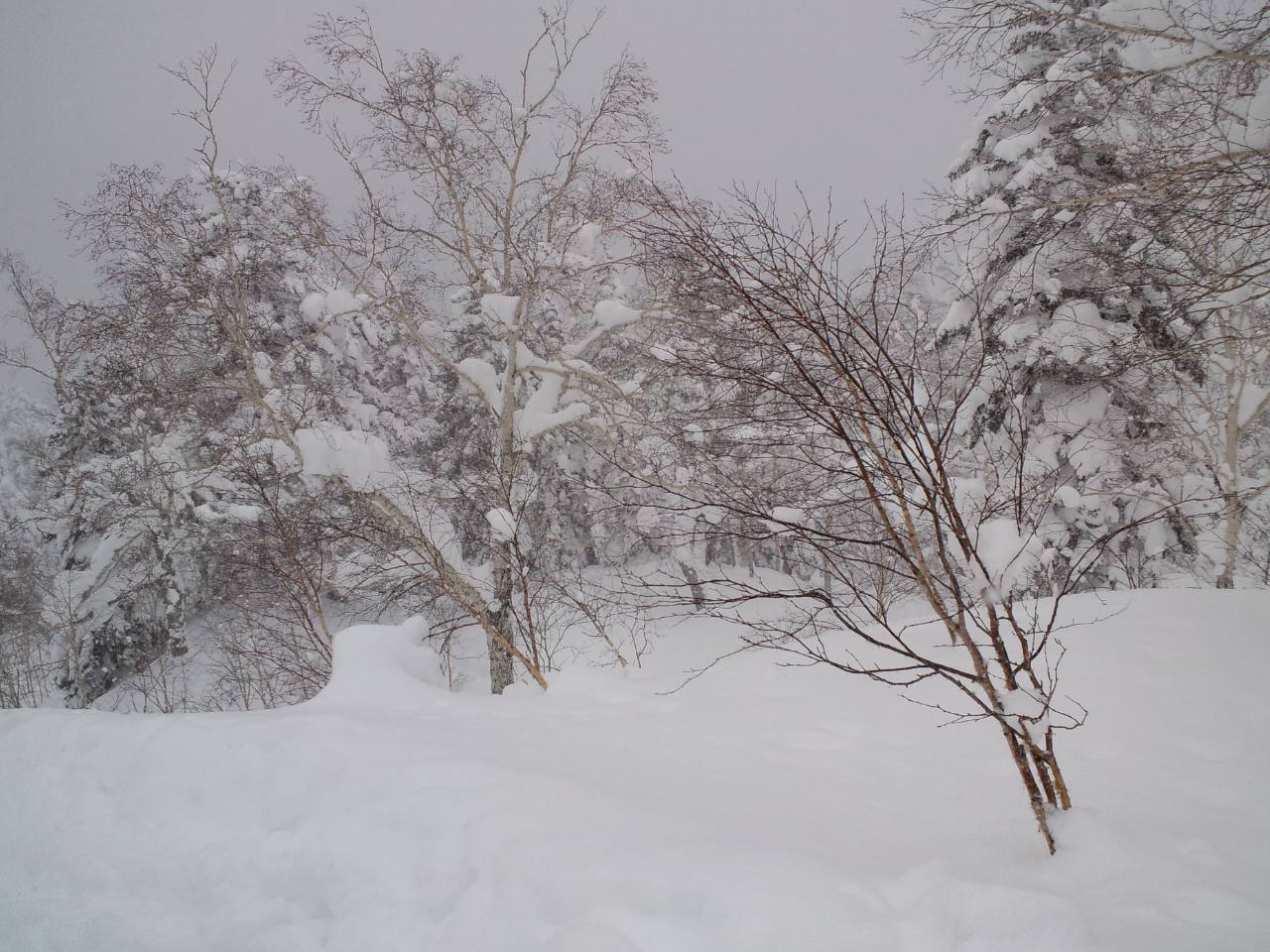北海道6日目 ☆ 旭岳_c0151965_1434234.jpg