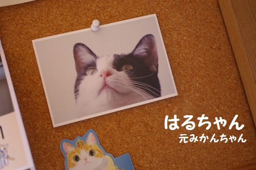 はるちゃんとめーちゃんから_a0064067_11272085.jpg