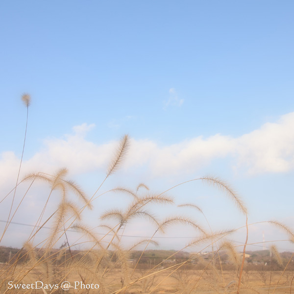 冬の田舎道_e0046675_1019479.jpg