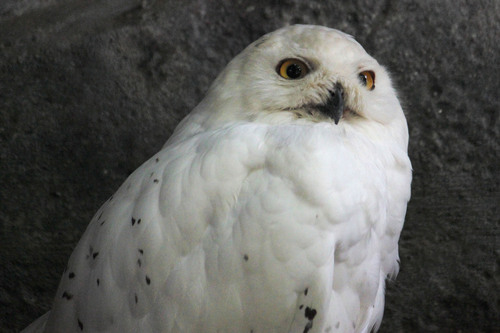 シロフクロウ：Snowy Owl_b0249597_758773.jpg