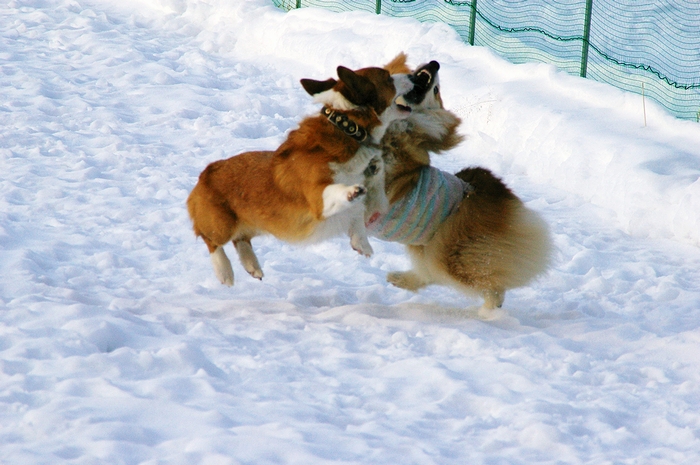 どんどん焼いてちょうだい！無病息災_c0127703_22295429.jpg